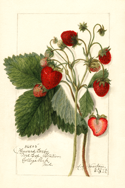 Howard Early Strawberry 4x6 Decorative Card - Dingdong's Garden