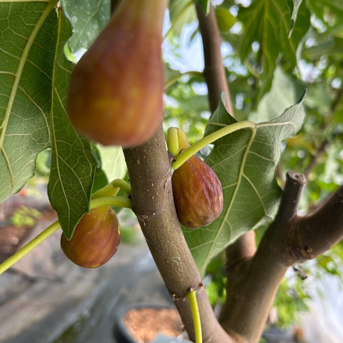 Hunt Fig Cutting - Dingdong's Garden