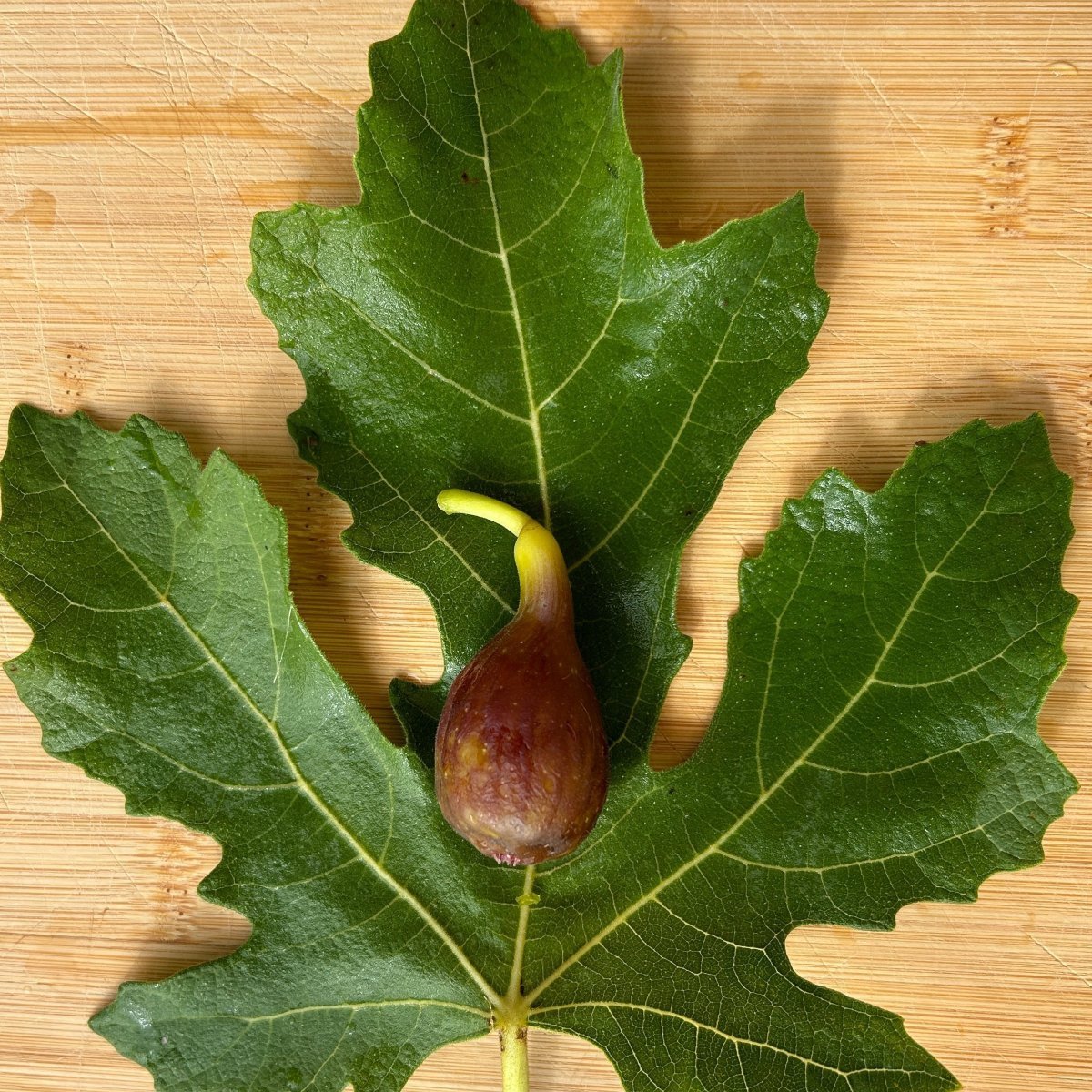 Hunt Fig Cutting - Dingdong's Garden