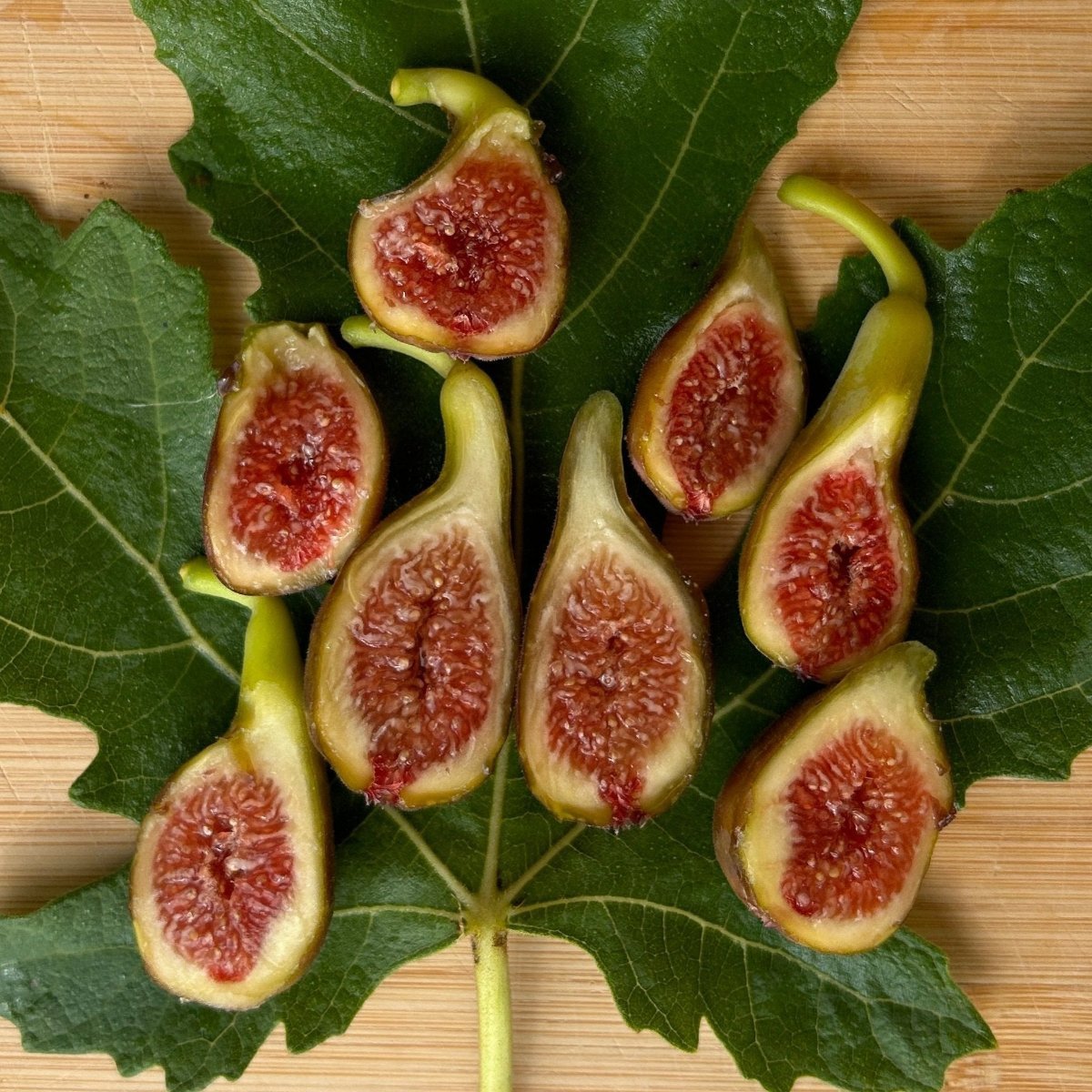 Hunt Fig Cutting - Dingdong's Garden