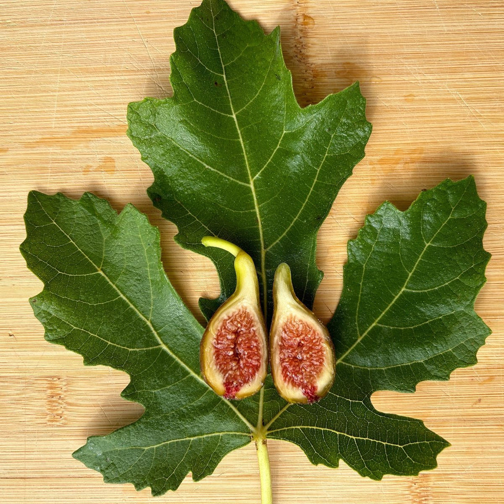 Hunt Fig Cutting