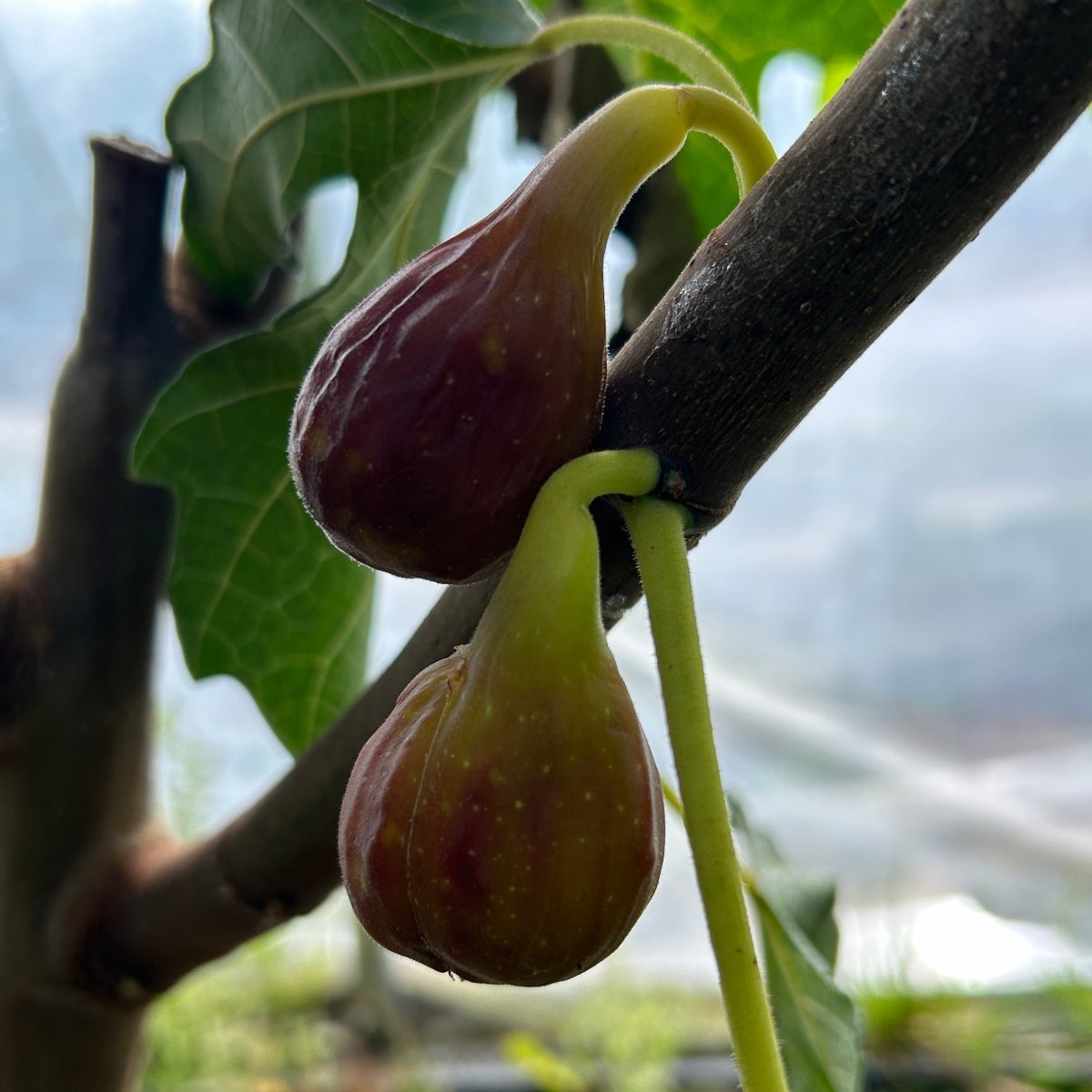 Hunt Fig Cutting - Dingdong's Garden