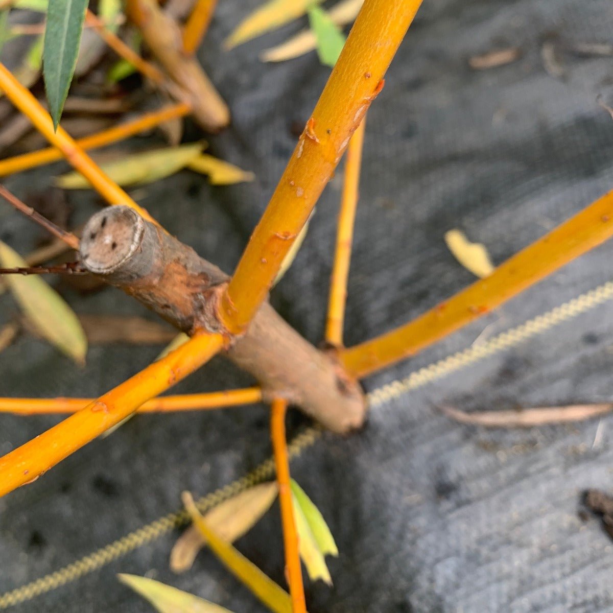 Hutchinsons Yellow Bark Willow Cutting - Dingdong's Garden