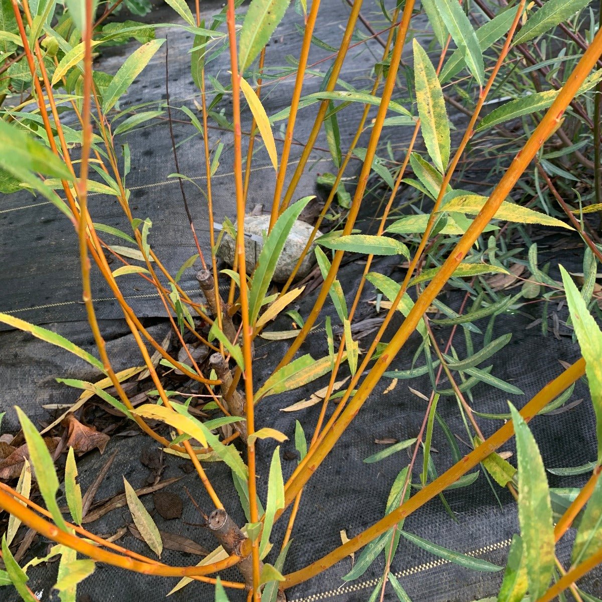 Hutchinsons Yellow Bark Willow Cutting - Dingdong's Garden