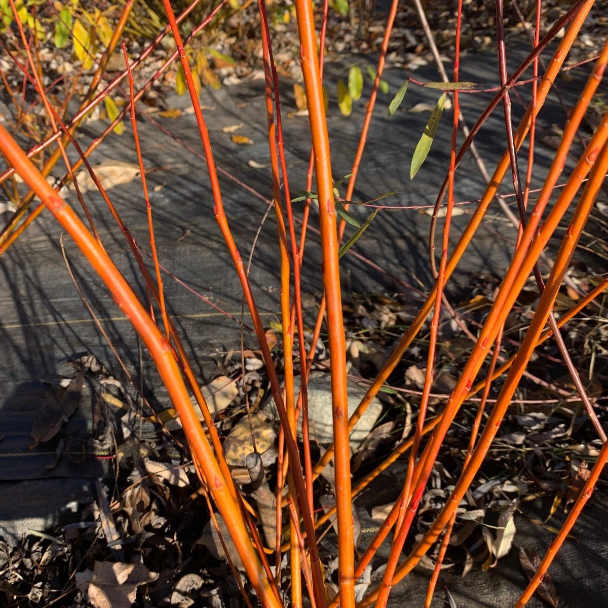 Hutchinsons Yellow Bark Willow Cutting - Dingdong's Garden