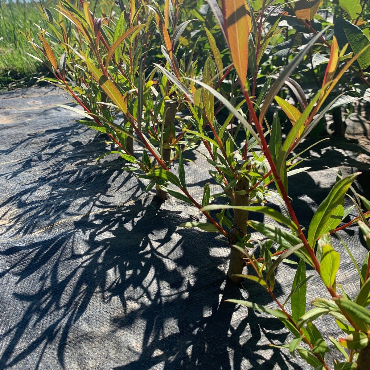 Hutchinsons Yellow Bark Willow Cutting - Dingdong's Garden