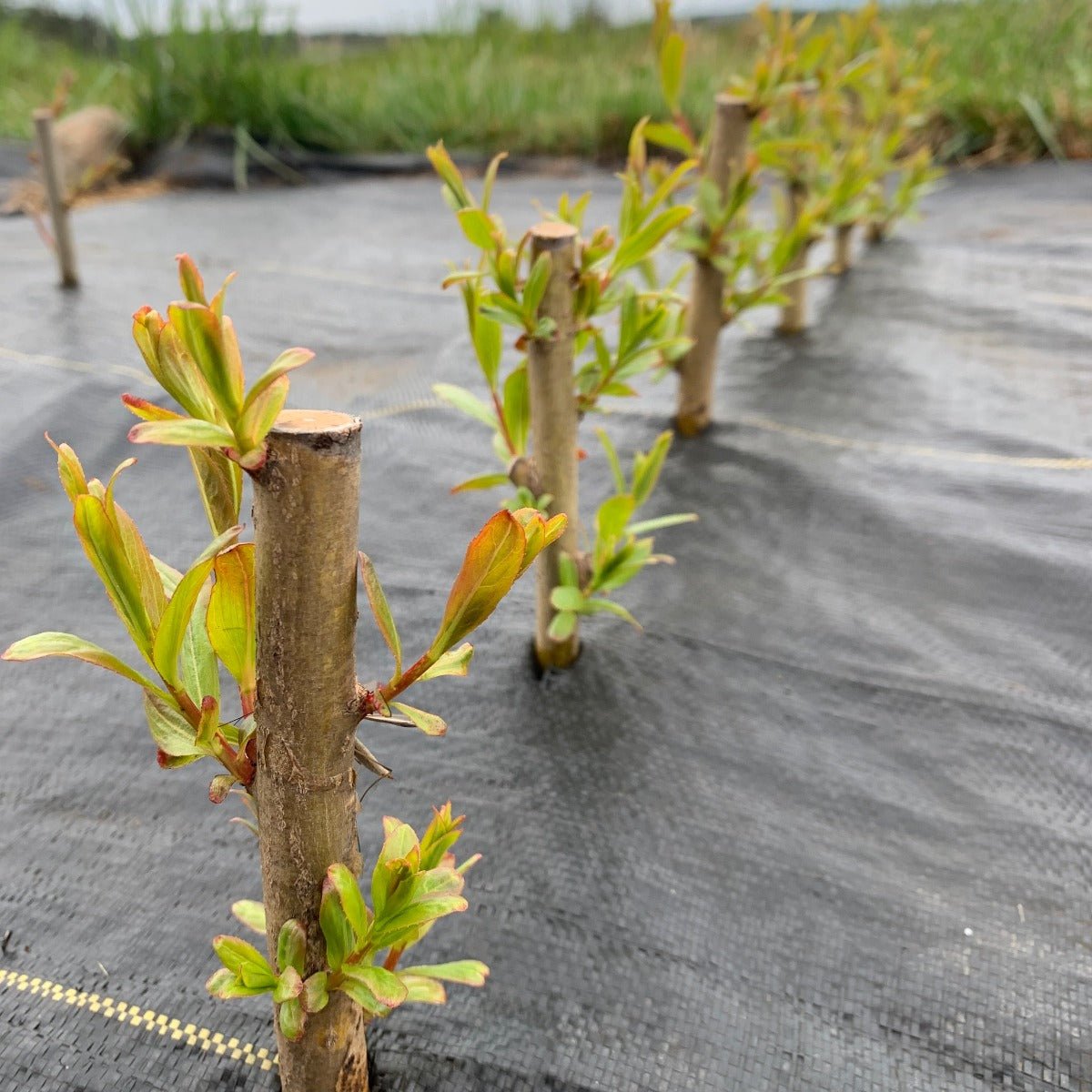 Hutchinsons Yellow Bark Willow Cutting - Dingdong's Garden