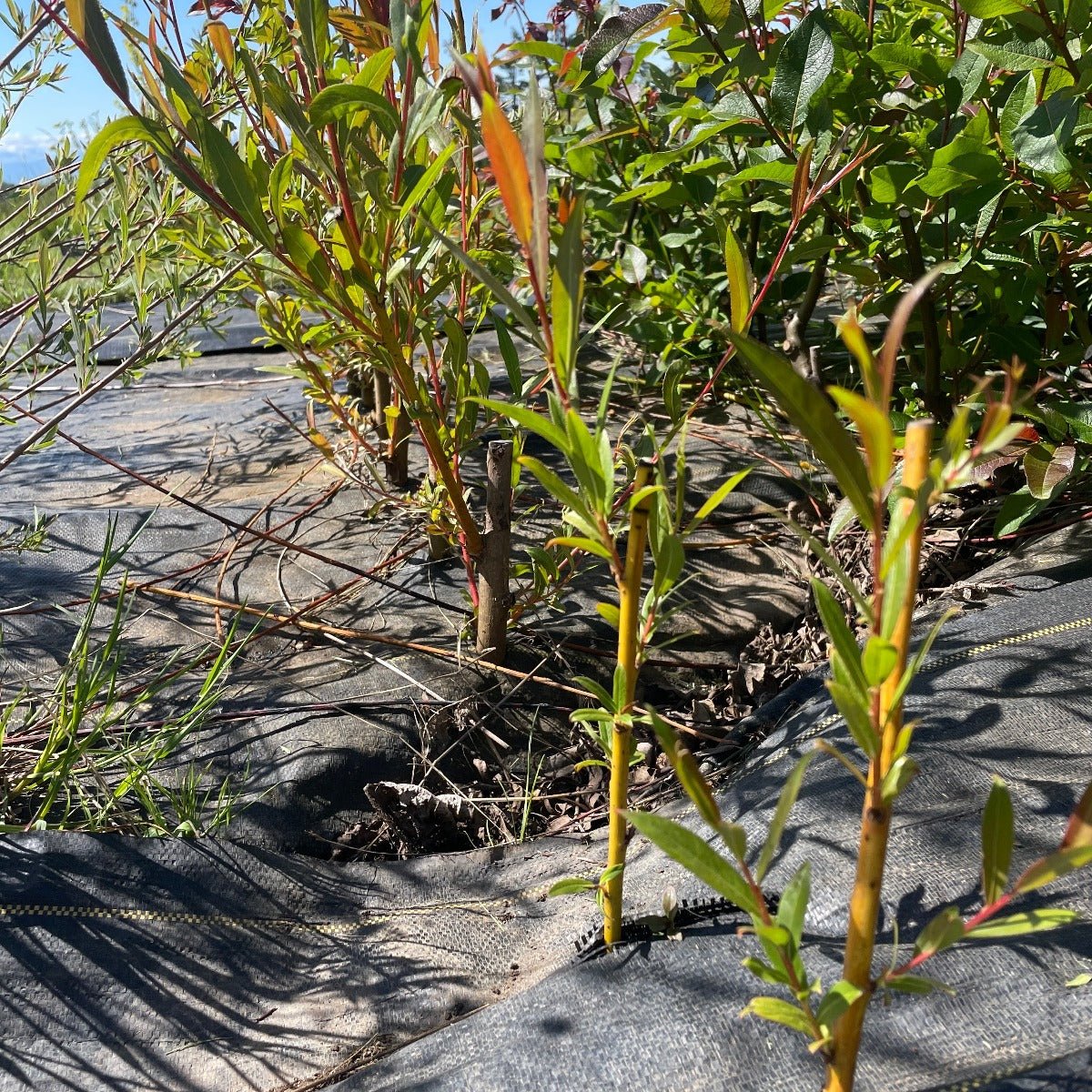 Hutchinsons Yellow Bark Willow Cutting - Dingdong's Garden