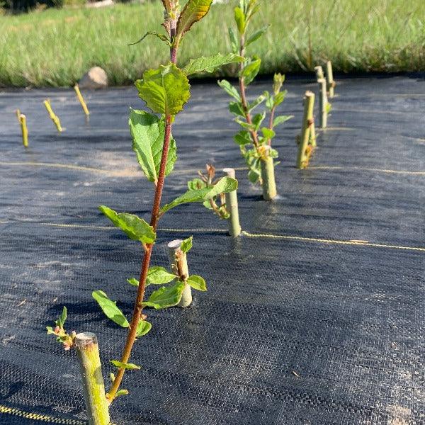 Hybrid Willow Cutting – Dingdong's Garden