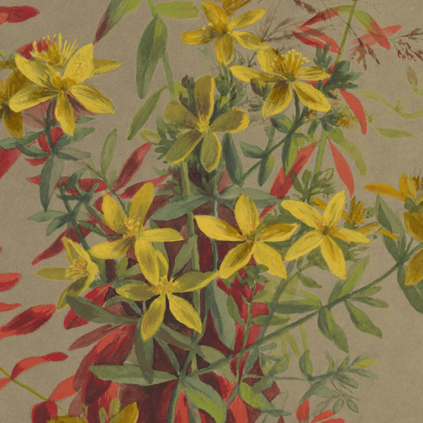 Hypericum perforatum (St Johns wort) Wildflower 4x6 Decorative Card - Dingdong's Garden