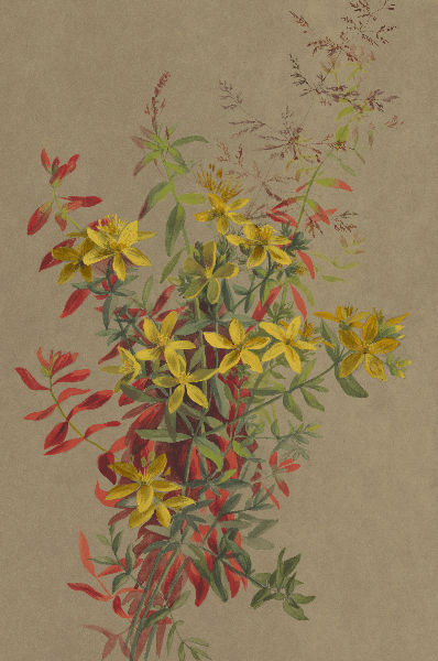 Hypericum perforatum (St Johns wort) Wildflower 4x6 Decorative Card - Dingdong's Garden