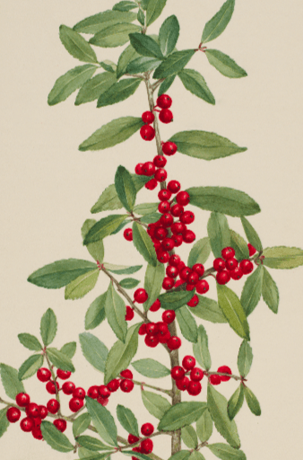 Ilex vomitoria (Yaupon) Wildflower 4x6 Decorative Card - Dingdong's Garden