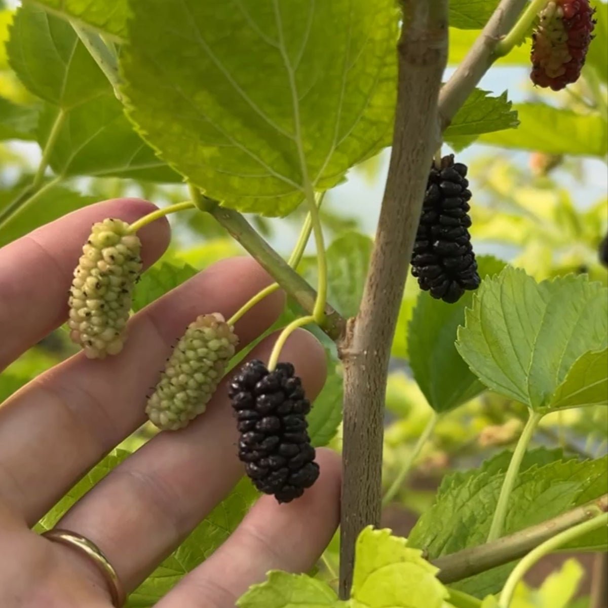 Illinois Everbearing Mulberry Cutting - Dingdong's Garden