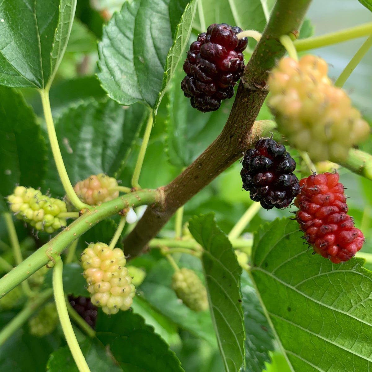 Illinois Everbearing Mulberry Cutting - Dingdong's Garden