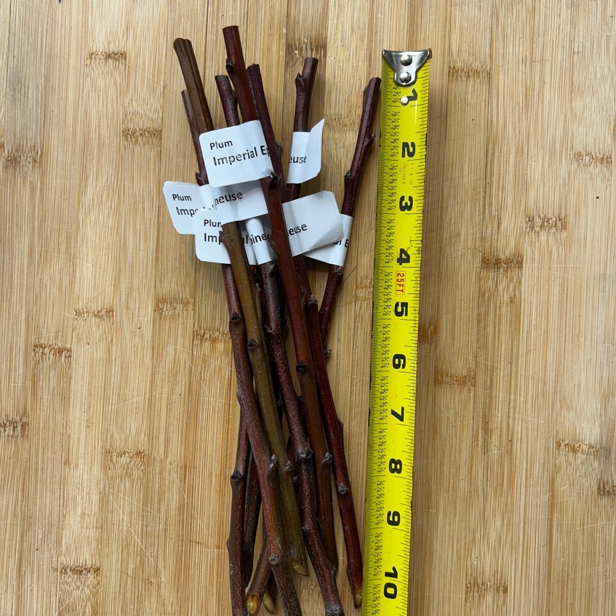Imperial Epineuse Plum Scionwood - Dingdong's Garden