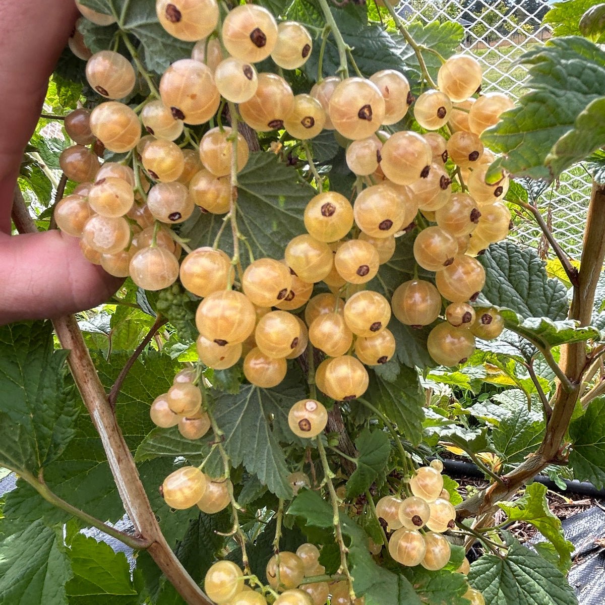 Imperial White Currant Cutting - Dingdong's Garden