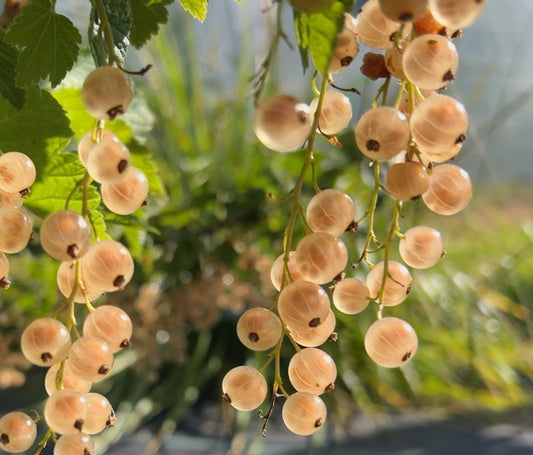 Imperial White Currant Cutting - Dingdong's Garden