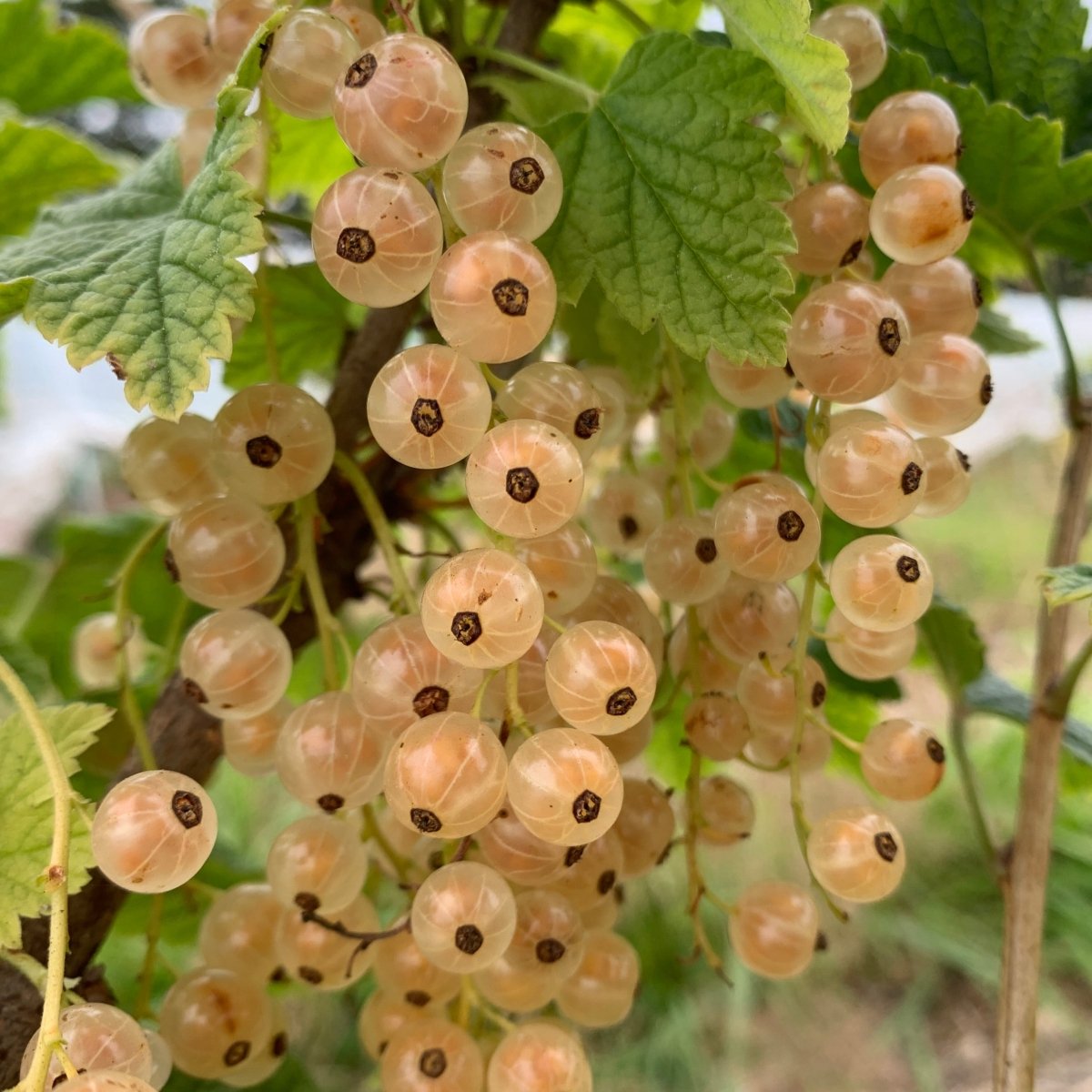 Imperial White Currant Cutting - Dingdong's Garden