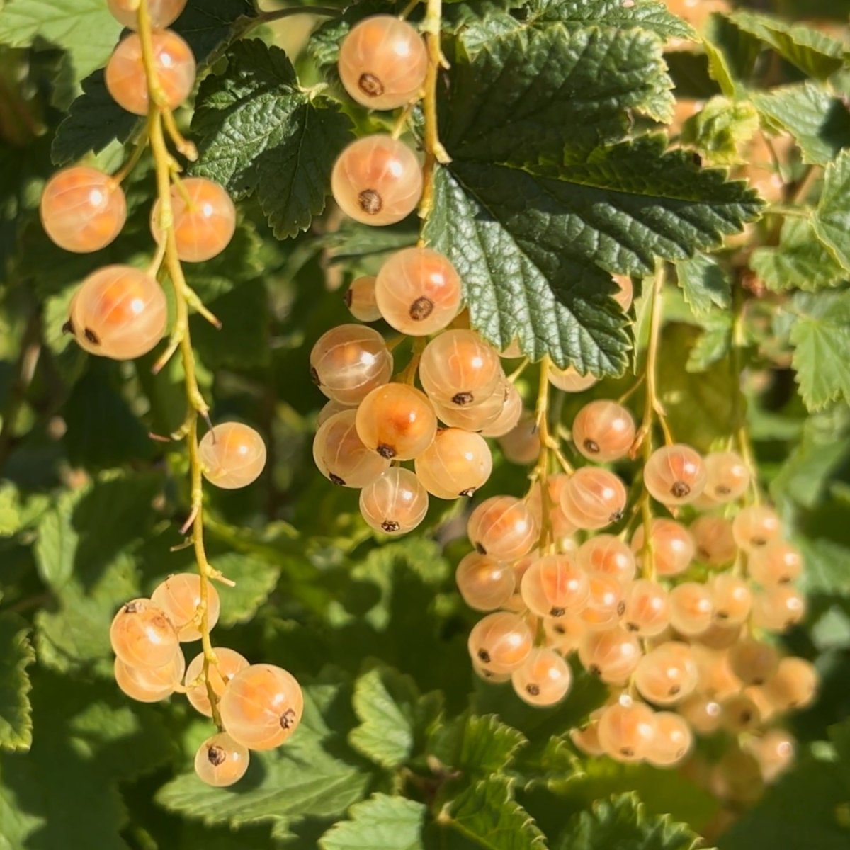 Imperial White Currant Cutting - Dingdong's Garden