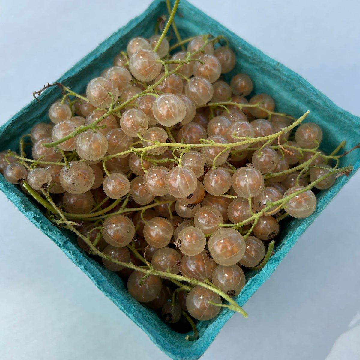 Imperial White Currant Cutting - Dingdong's Garden