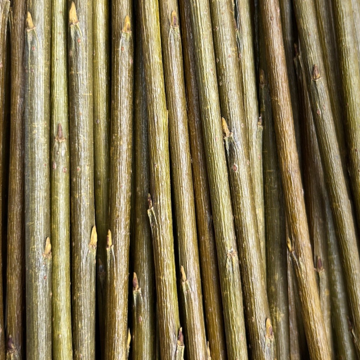 Irette Willow Cutting - Dingdong's Garden