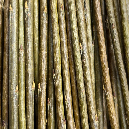 Irette Willow Cutting - Dingdong's Garden