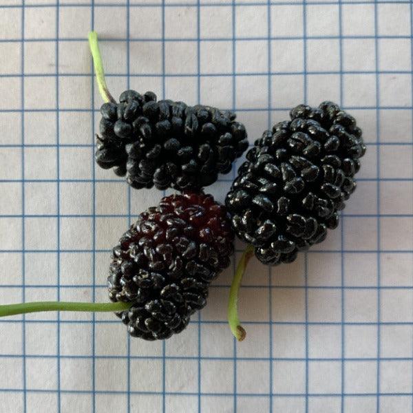 Issai Dwarf Mulberry Cutting - Dingdong's Garden