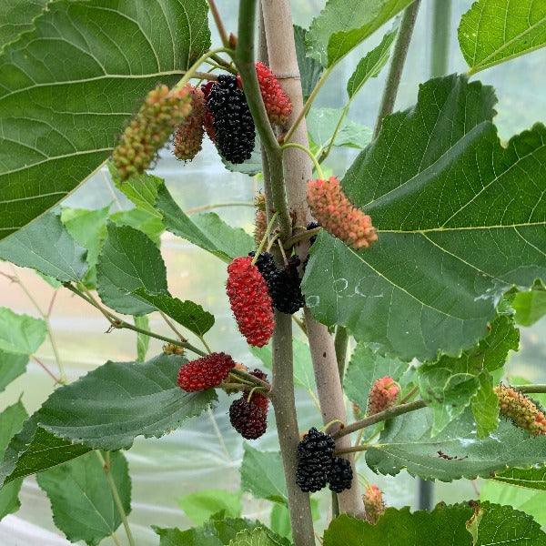 Issai Dwarf Mulberry Cutting - Dingdong's Garden