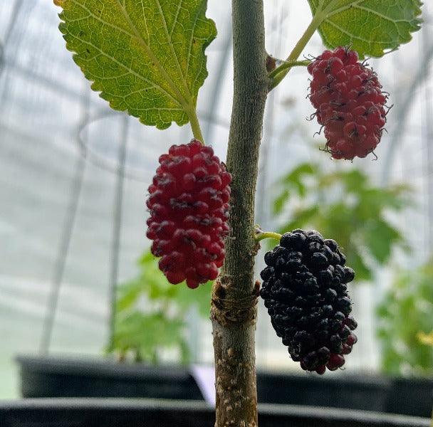 Issai Dwarf Mulberry Cutting - Dingdong's Garden