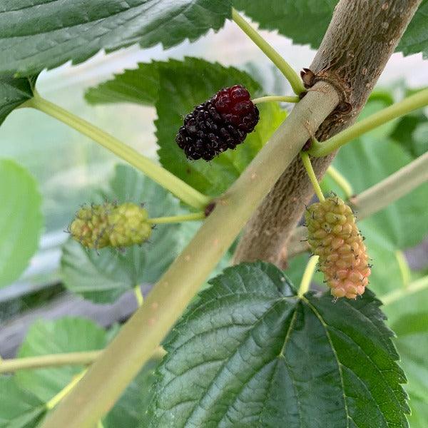 Italian Mulberry Cutting - Dingdong's Garden