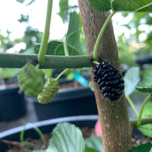 Italian Mulberry Cutting - Dingdong's Garden