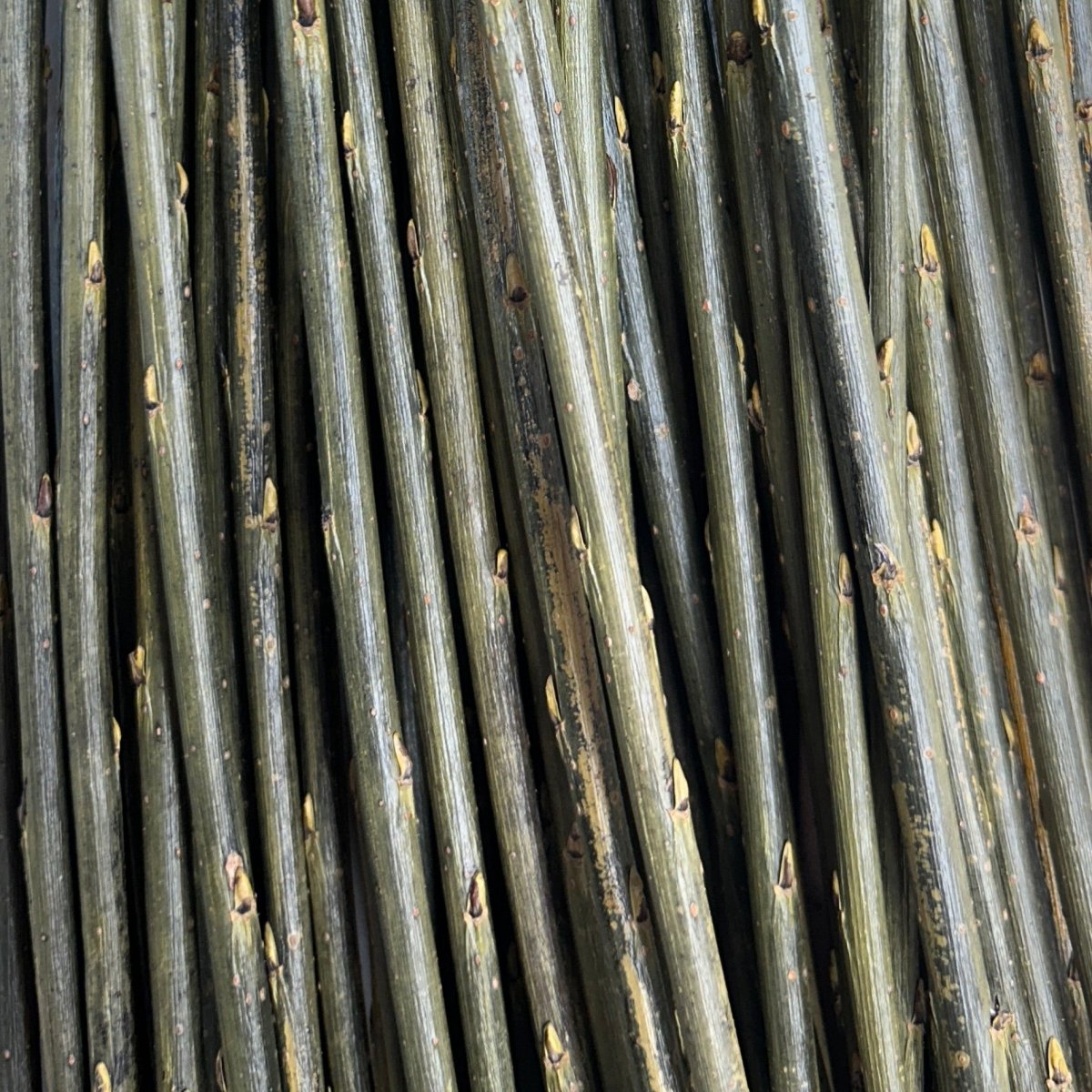 Jagiellonka Willow Cutting - Dingdong's Garden
