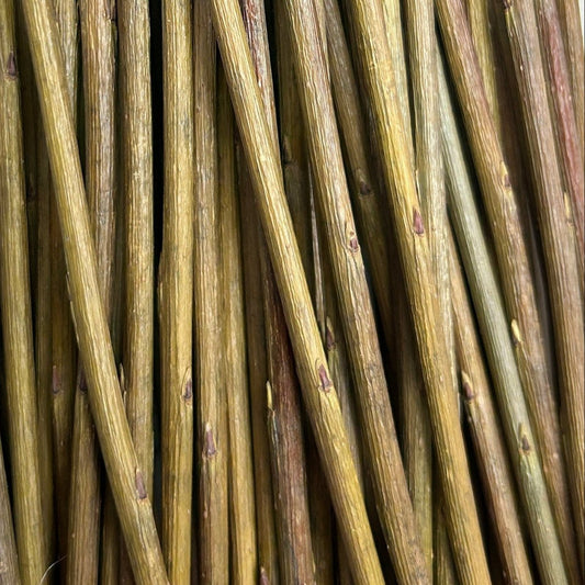 Jagiellonka Willow Cutting - Dingdong's Garden
