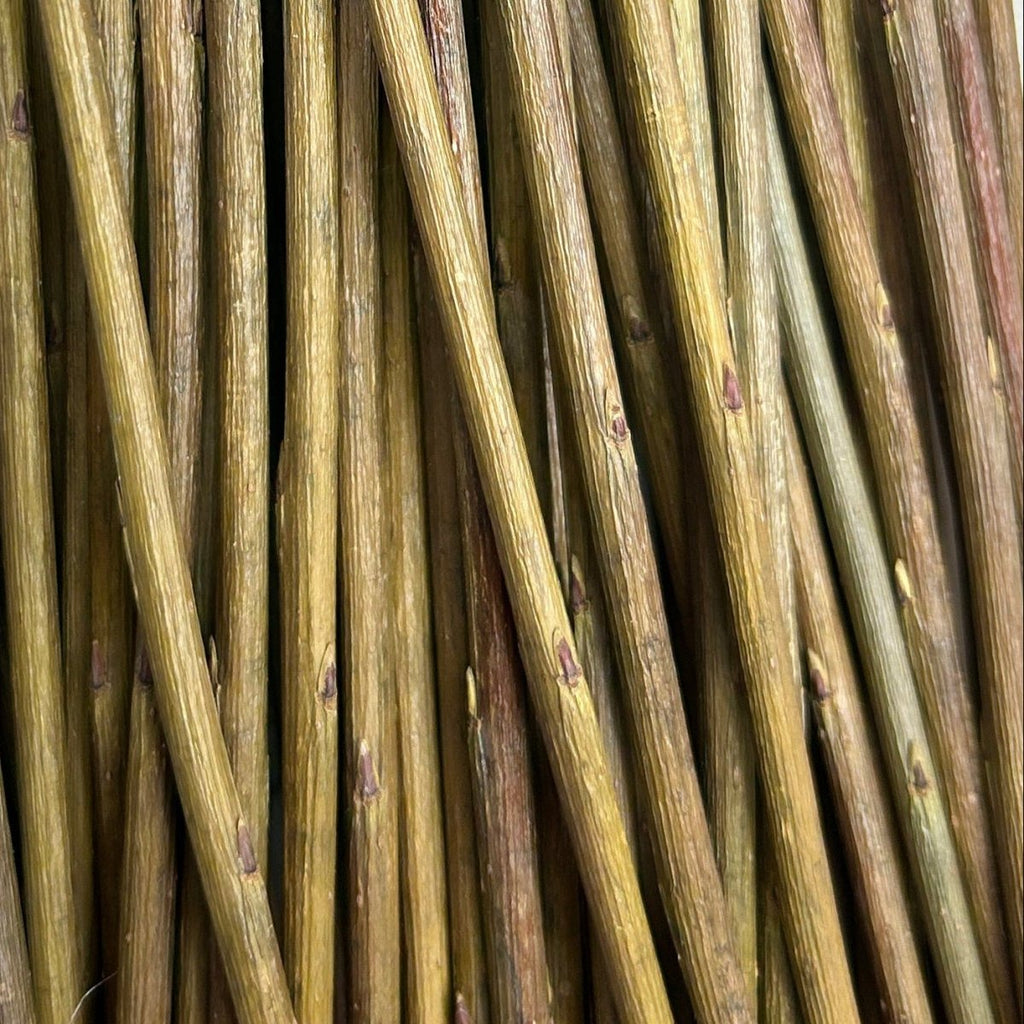 Jagiellonka Willow Cutting