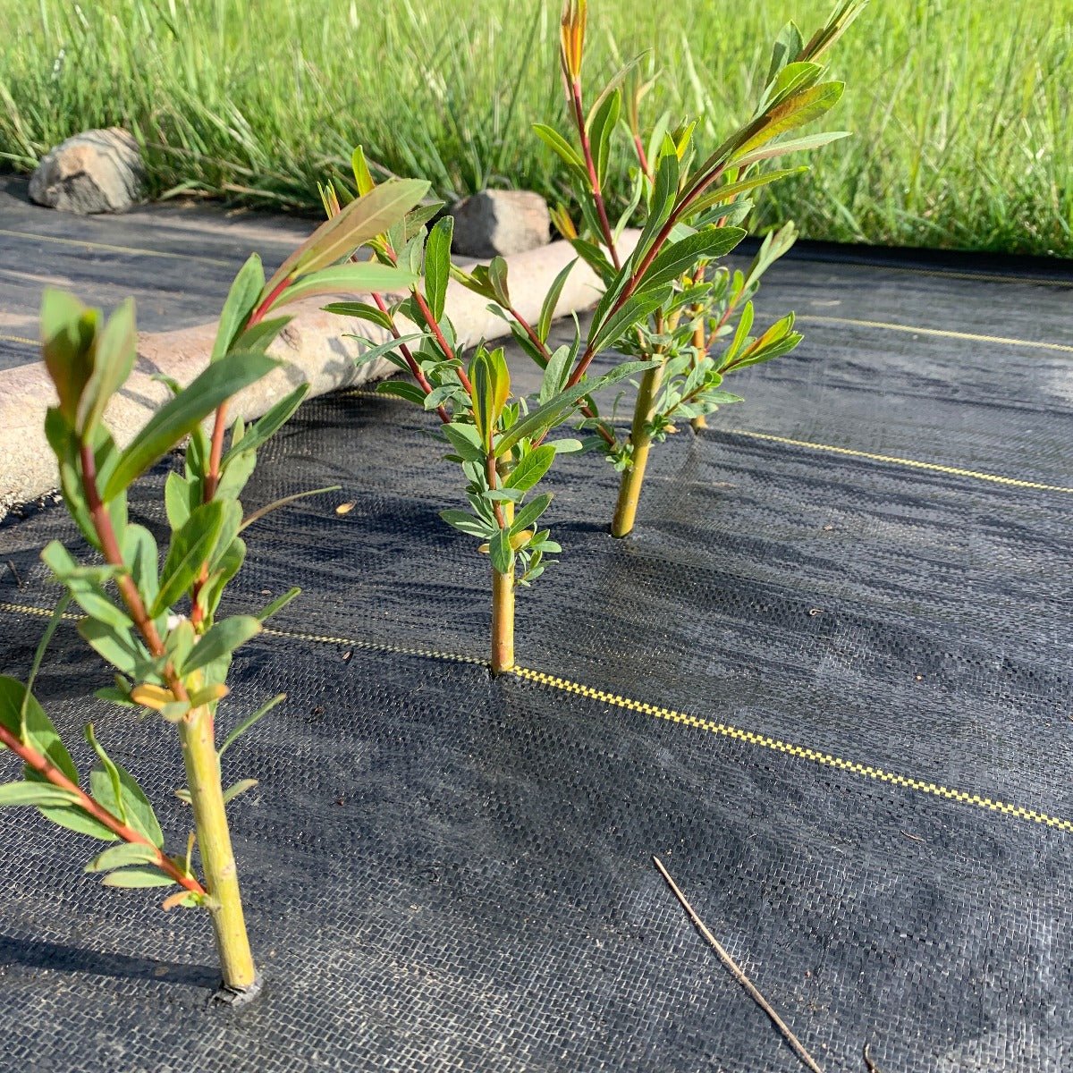 Jagiellonka Willow Cutting - Dingdong's Garden