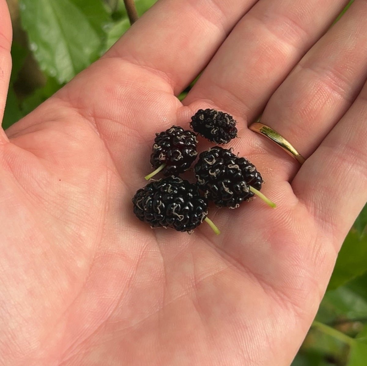 Jan's Best Mulberry Cutting - Dingdong's Garden