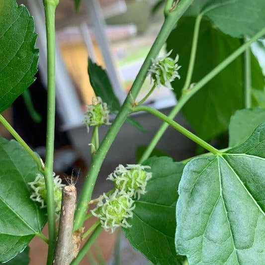 Jan's Best Mulberry Cutting - Dingdong's Garden