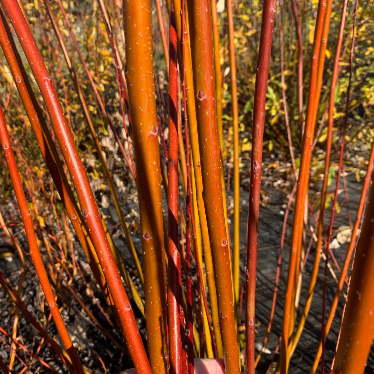 Japanese, Miyabe Sx64 Willow Cutting - Dingdong's Garden