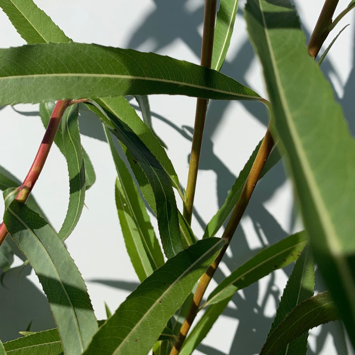 Japanese, Miyabe Sx64 Willow Cutting - Dingdong's Garden