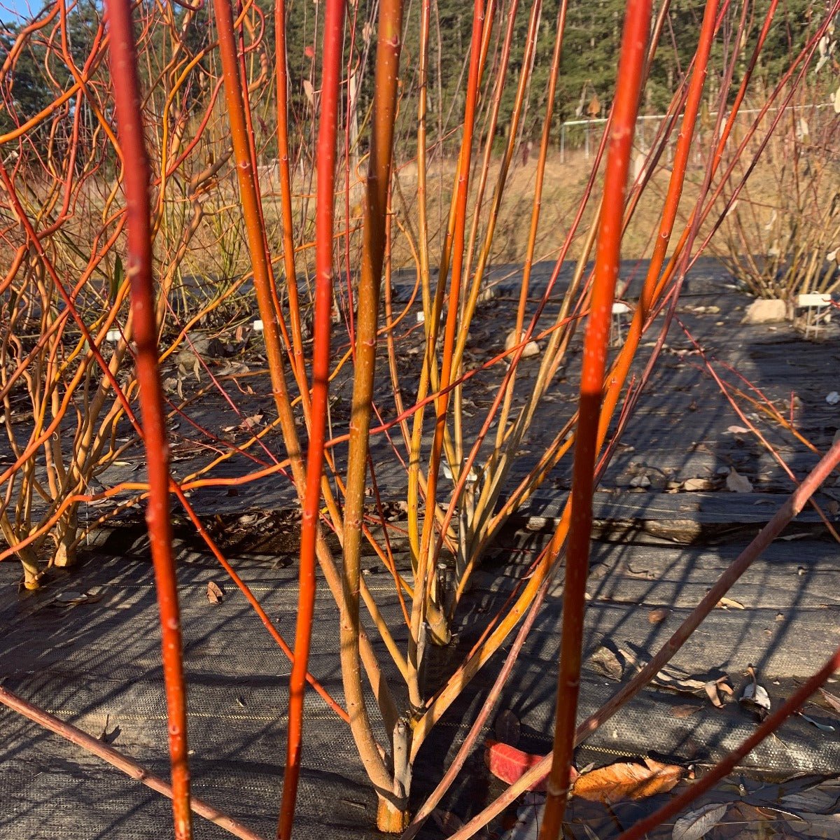 Japanese, Miyabe Sx64 Willow Cutting - Dingdong's Garden