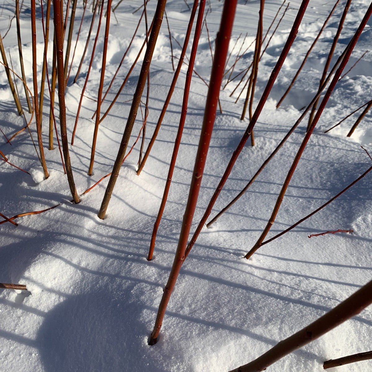 Japanese, Miyabe Sx64 Willow Cutting - Dingdong's Garden