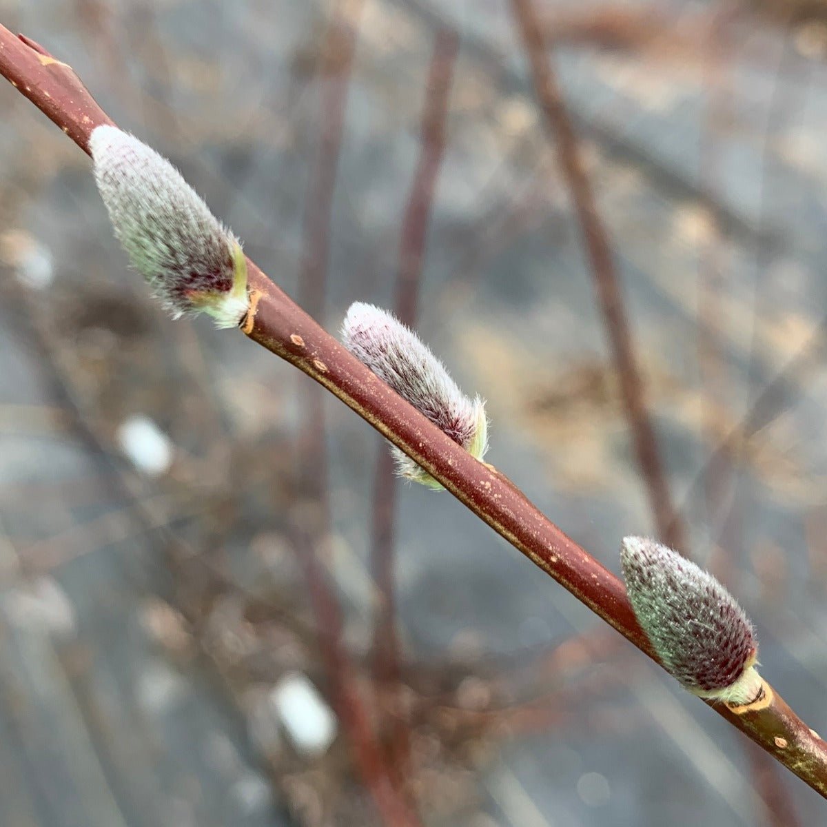 Japanese, Miyabe Willow Cutting - Dingdong's Garden