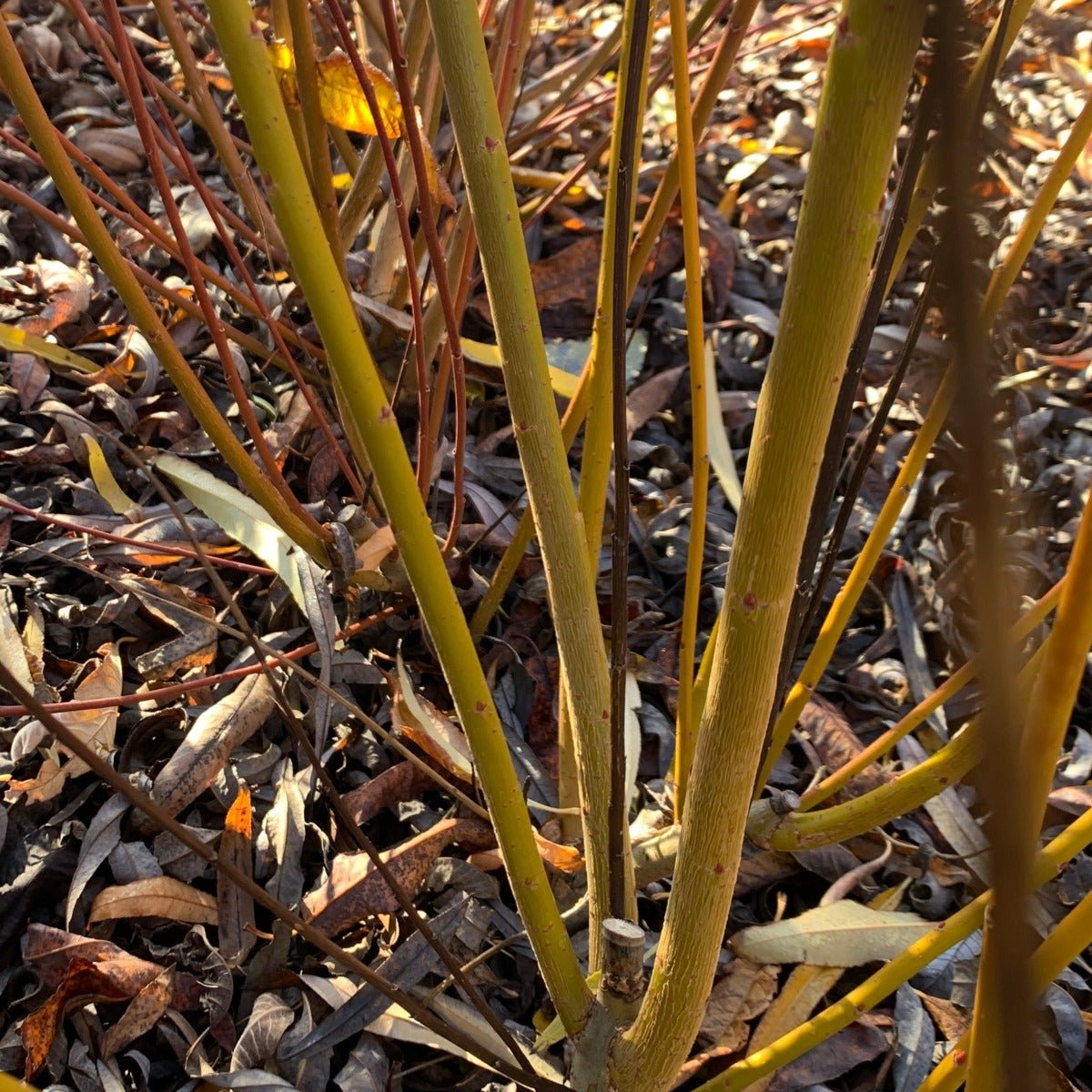 Japanese, Miyabe Willow Cutting - Dingdong's Garden