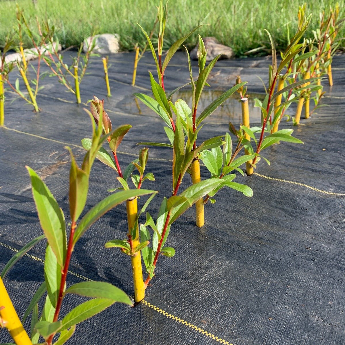 Jaune de Falaise Willow Cutting - Dingdong's Garden