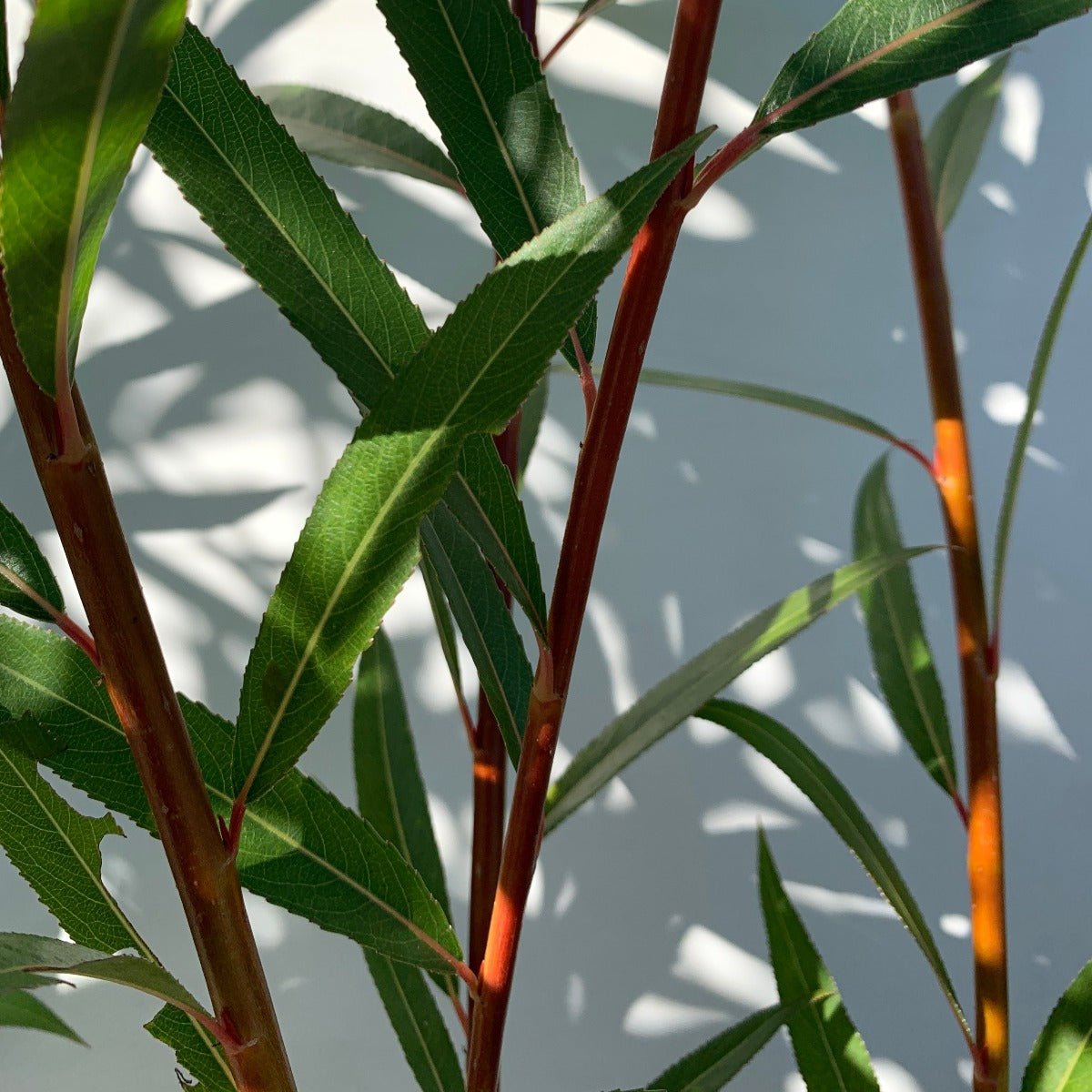 Jaune de Falaise Willow Cutting - Dingdong's Garden