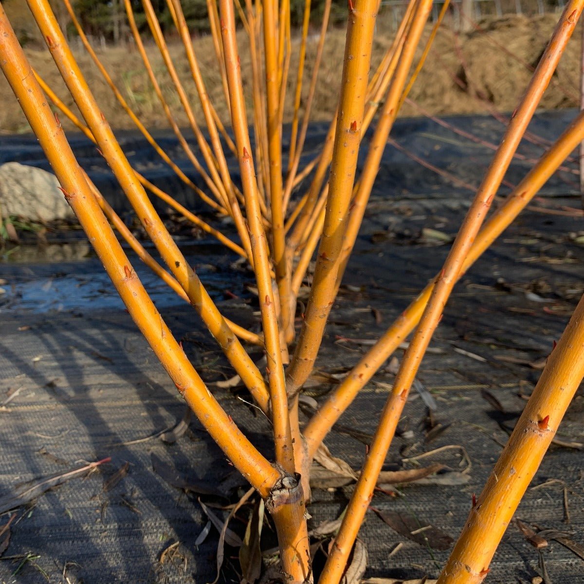 Jaune de Falaise Willow Cutting - Dingdong's Garden