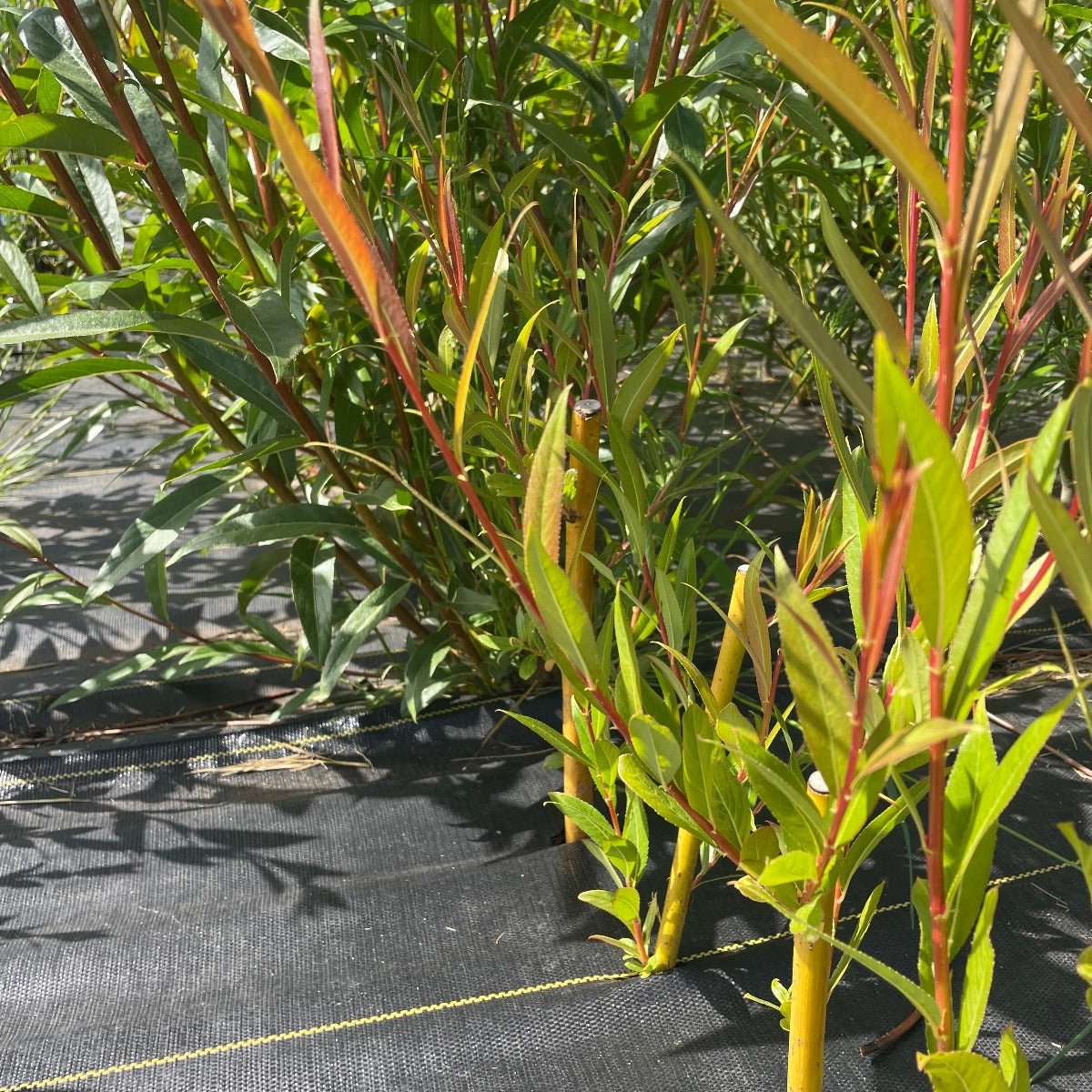 Jaune de Falaise Willow Cutting - Dingdong's Garden