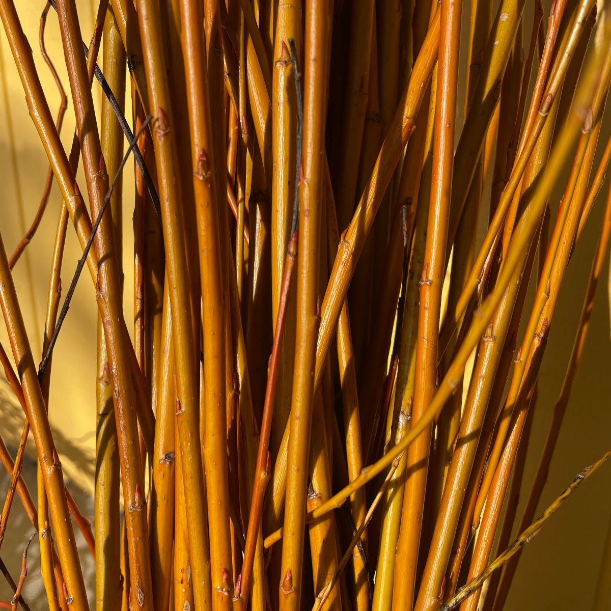 Jaune de Falaise Willow Cutting - Dingdong's Garden