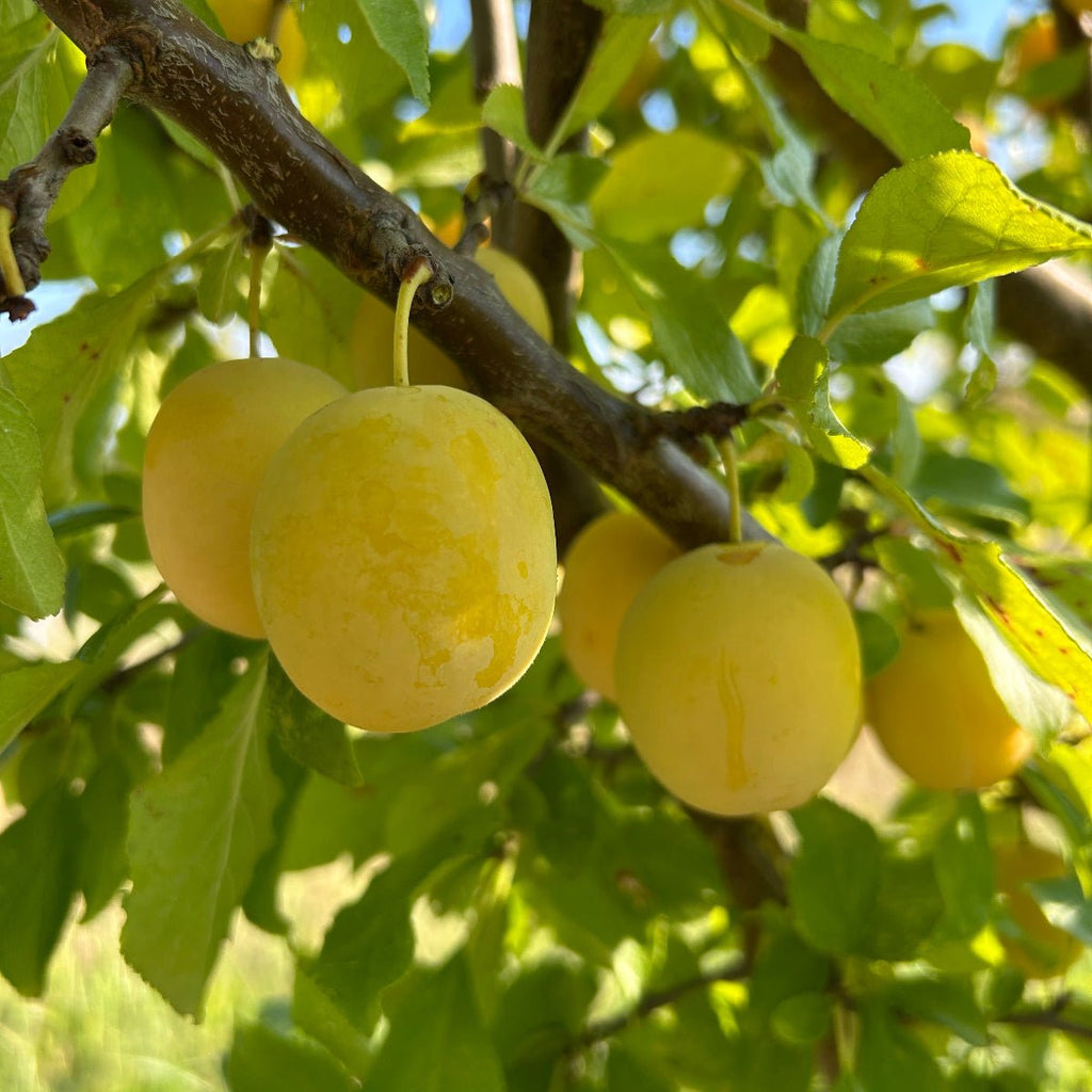 Jefferson Plum Scionwood