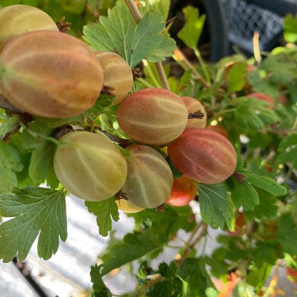 Jewell Gooseberry Cutting - Dingdong's Garden